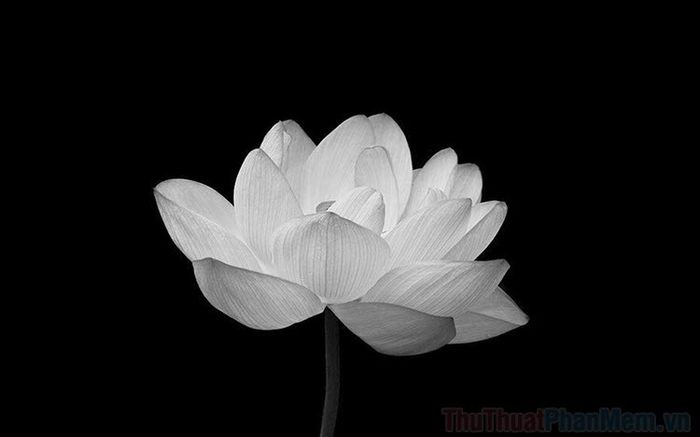 Ảnh hoa sen trắng buồn mang tâm trạng