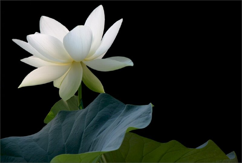 Ảnh hoa sen trắng buồn cô đơn 