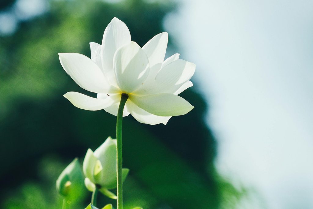 Hình ảnh hoa sen trắng tinh khiết 