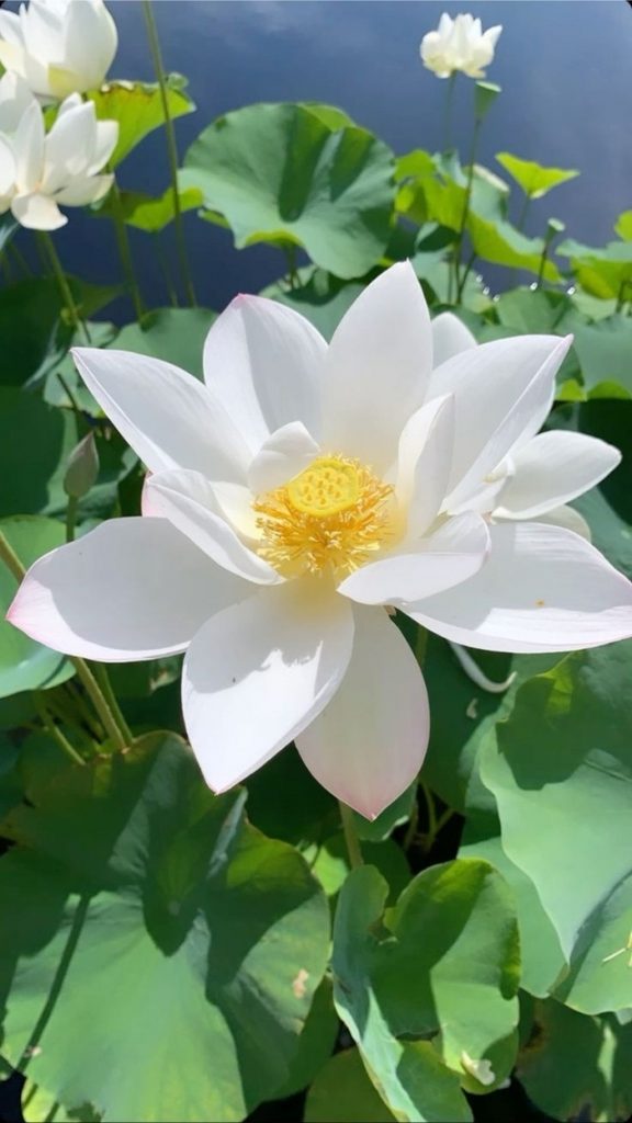 Hình ảnh hoa sen trắng nhuỵ vàng rực rỡ 