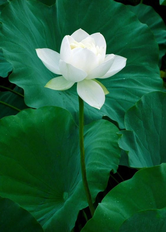 Hình ảnh hoa sen trắng nổi bật giữa màu xanh của lá 
