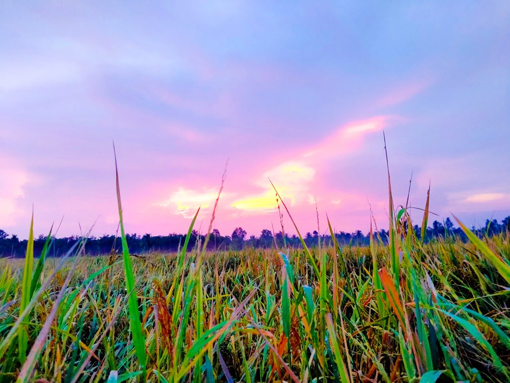 Hình nền hoàng hôn trên cánh đồng