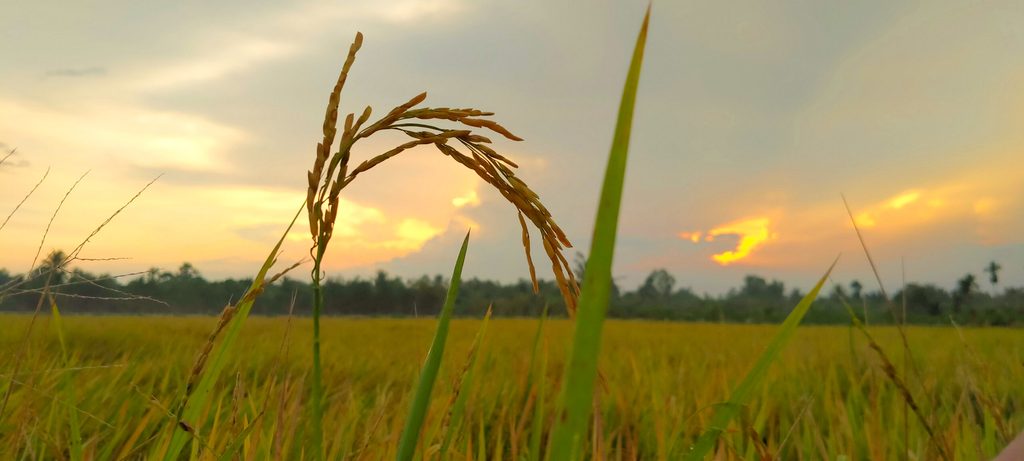 Hình nền hoàng hôn trên cánh đồng