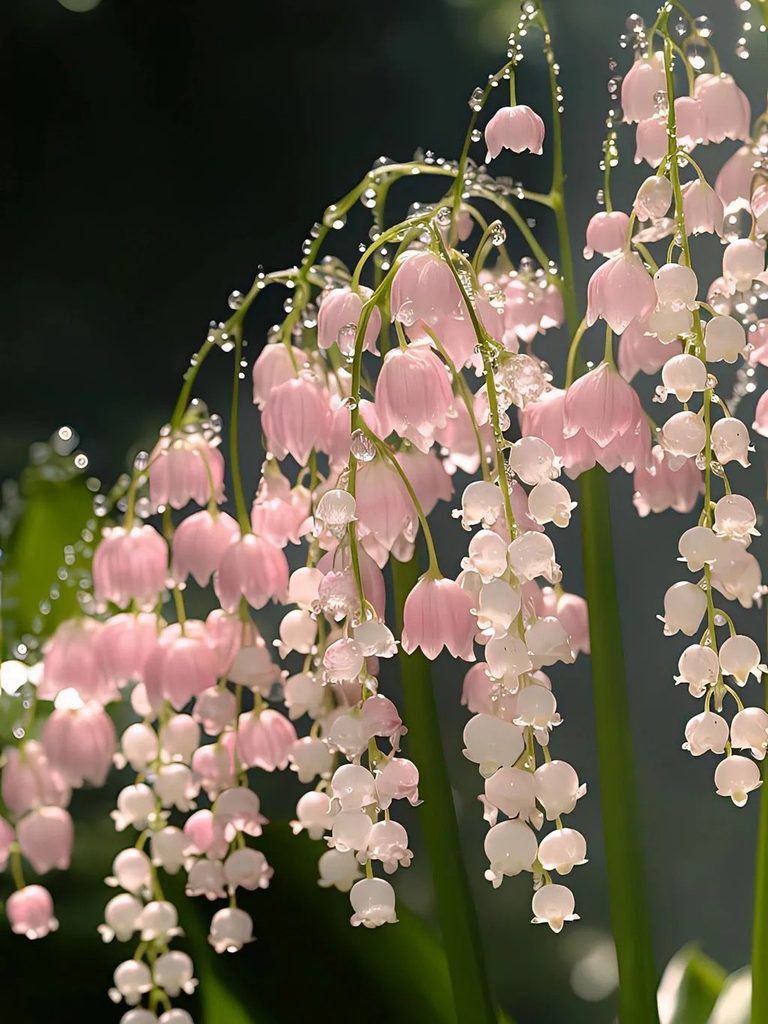 Hình nền hoa linh lan hồng ngọt ngào
