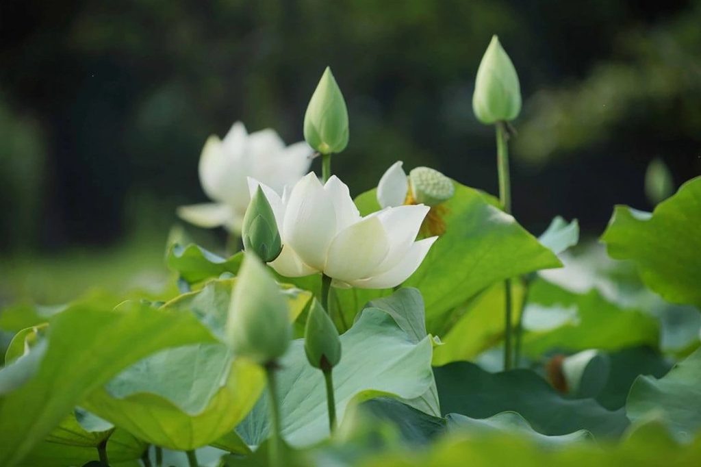 Ảnh hoa sen trắng xanh mát làm hình nền máy tính 