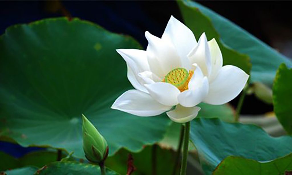 Ảnh hoa sen trắng nở rộ làm hình nền máy tính 