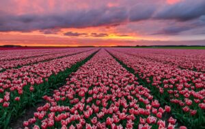Hình nền hoa tulip đẹp 4K, Full HD cho điện thoại & máy tính cực cuốn