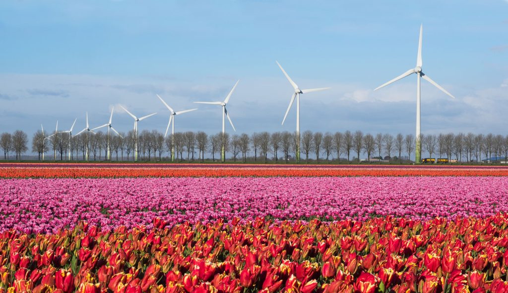 Hình nền hoa tulip cánh đồng rộng lớn và cối xoay gió 
