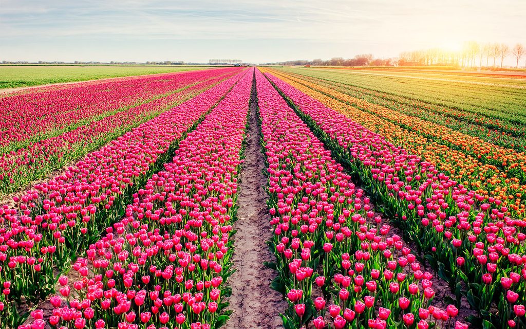 Hình nền hoa tulip cánh đồng rộng lớn