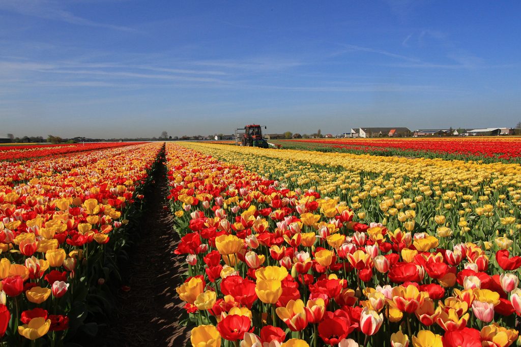 Hình nền hoa tulip cánh đồng rộng lớn nhiều màu sắc rực rỡ 