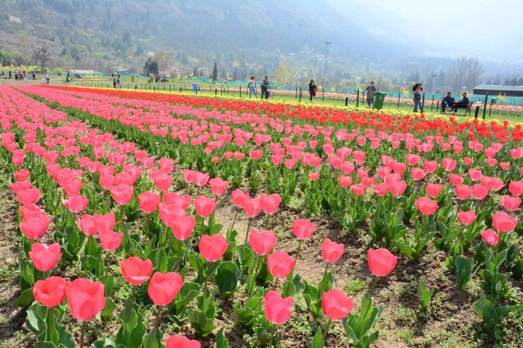 Hình nền hoa tulip cánh đồng rộng lớn tươi mát 