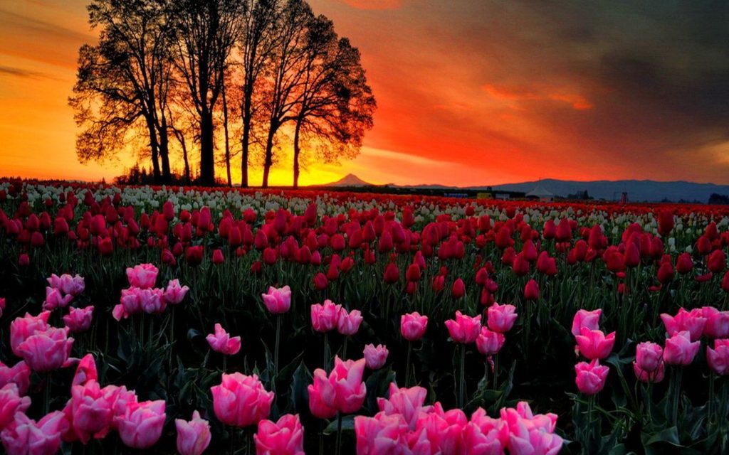 Hình nền hoa tulip đa sắc màu hoàng hôn 