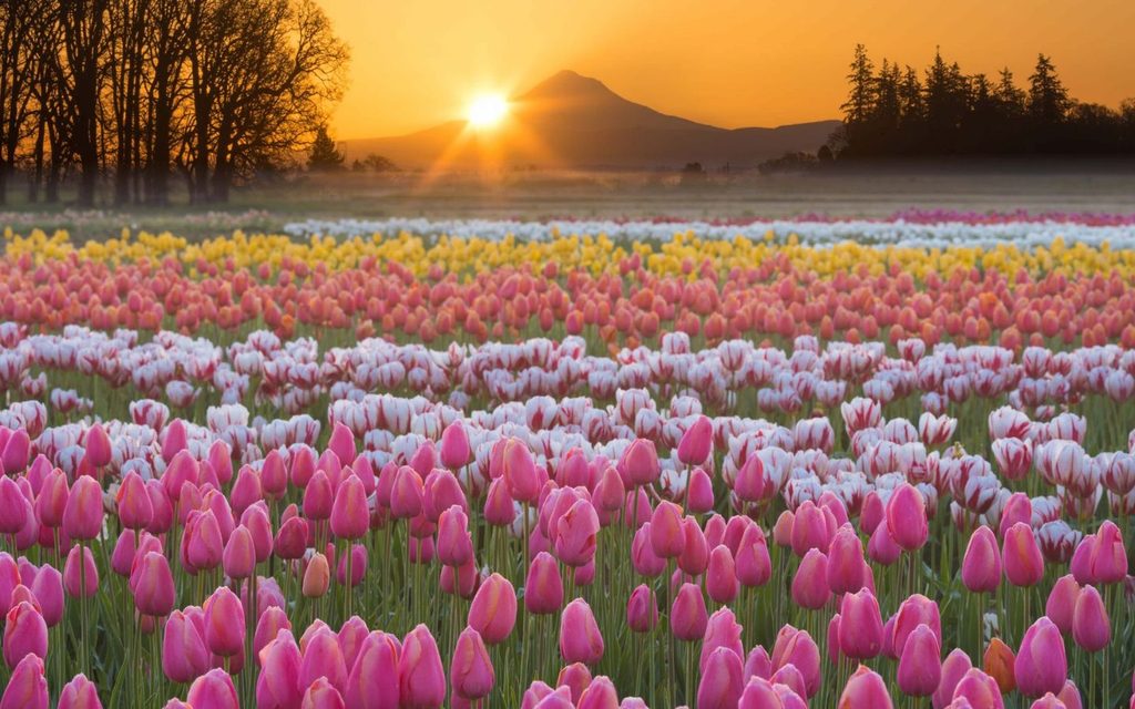 Hình nền hoa tulip đa sắc màu
