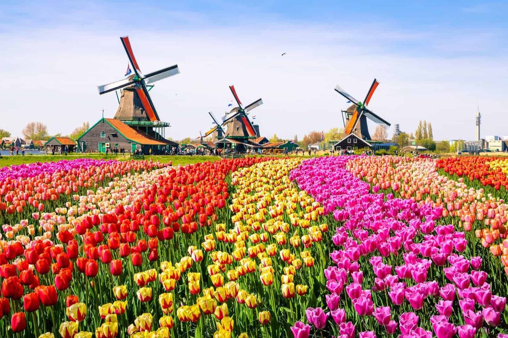 Hình nền hoa tulip đa sắc màu trên cánh đồng