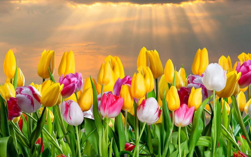 Hình nền hoa tulip đa sắc màu dưới bình minh 