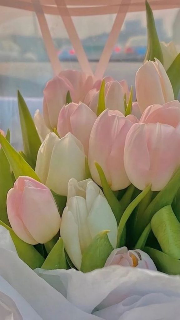 Ảnh nền hoa tulip hồng phấn dịu dàng 