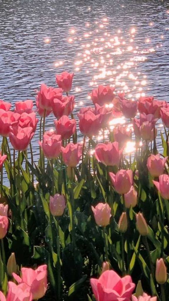 Ảnh nền hoa tulip hồng dịu dàng, lãng mạn 