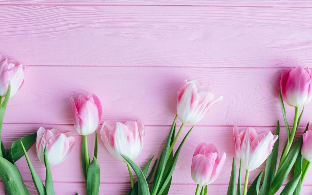 Hình nền hoa tulip nghệ thuật, tối giản
