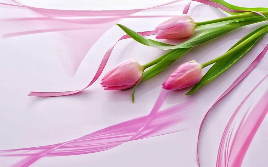 Hình nền hoa tulip nghệ thuật trên nền hồng