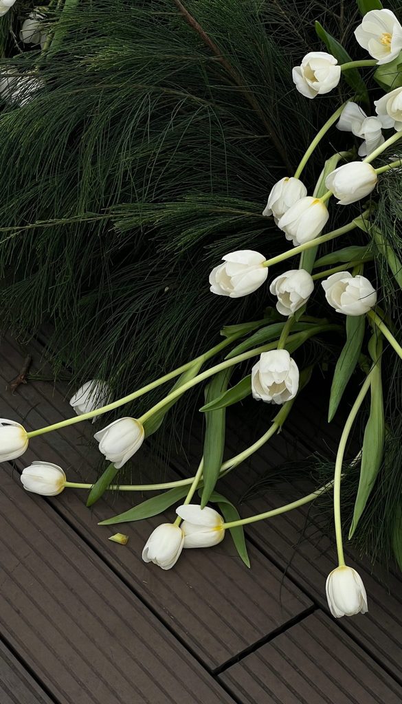 Hình nền hoa tulip trắng tinh khôi làm hình nền điện thoại 