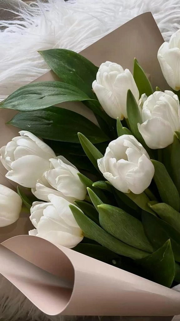 Hình nền bó hoa tulip trắng tinh khôi 