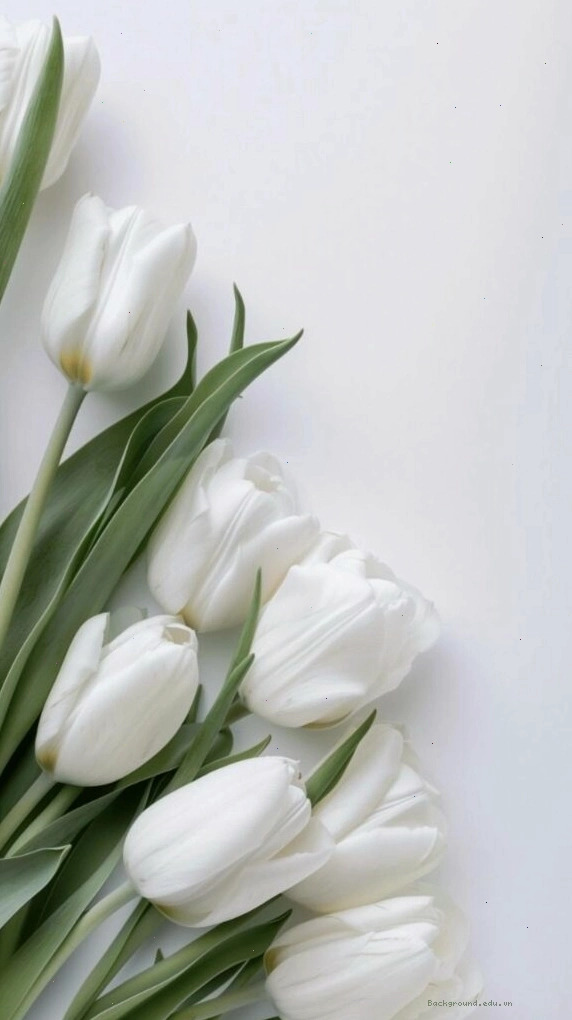 Hình nền hoa tulip trắng tinh khôi, thanh khiết