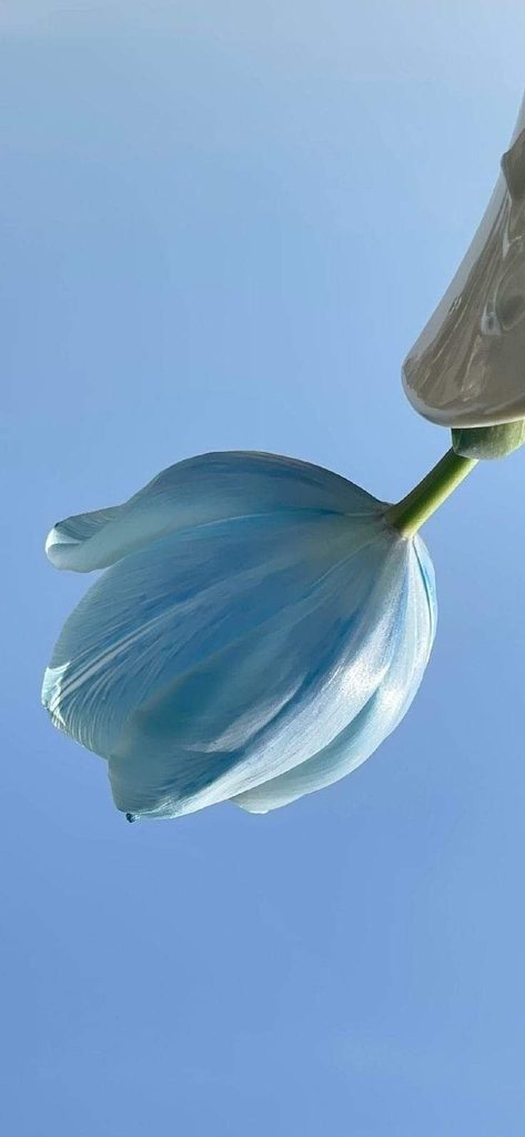 Hình nền hoa tulip xanh dương độc đáo cho điện thoại 